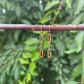 Paper Clip Earrings - Gold with no Freshwater Pearls